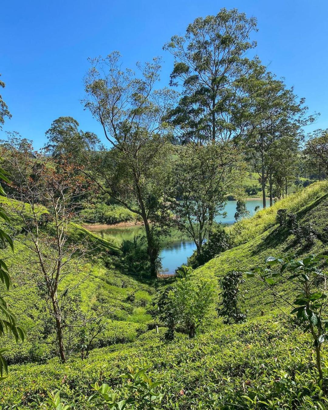 The Farm Resorts Dickoya Bagian luar foto