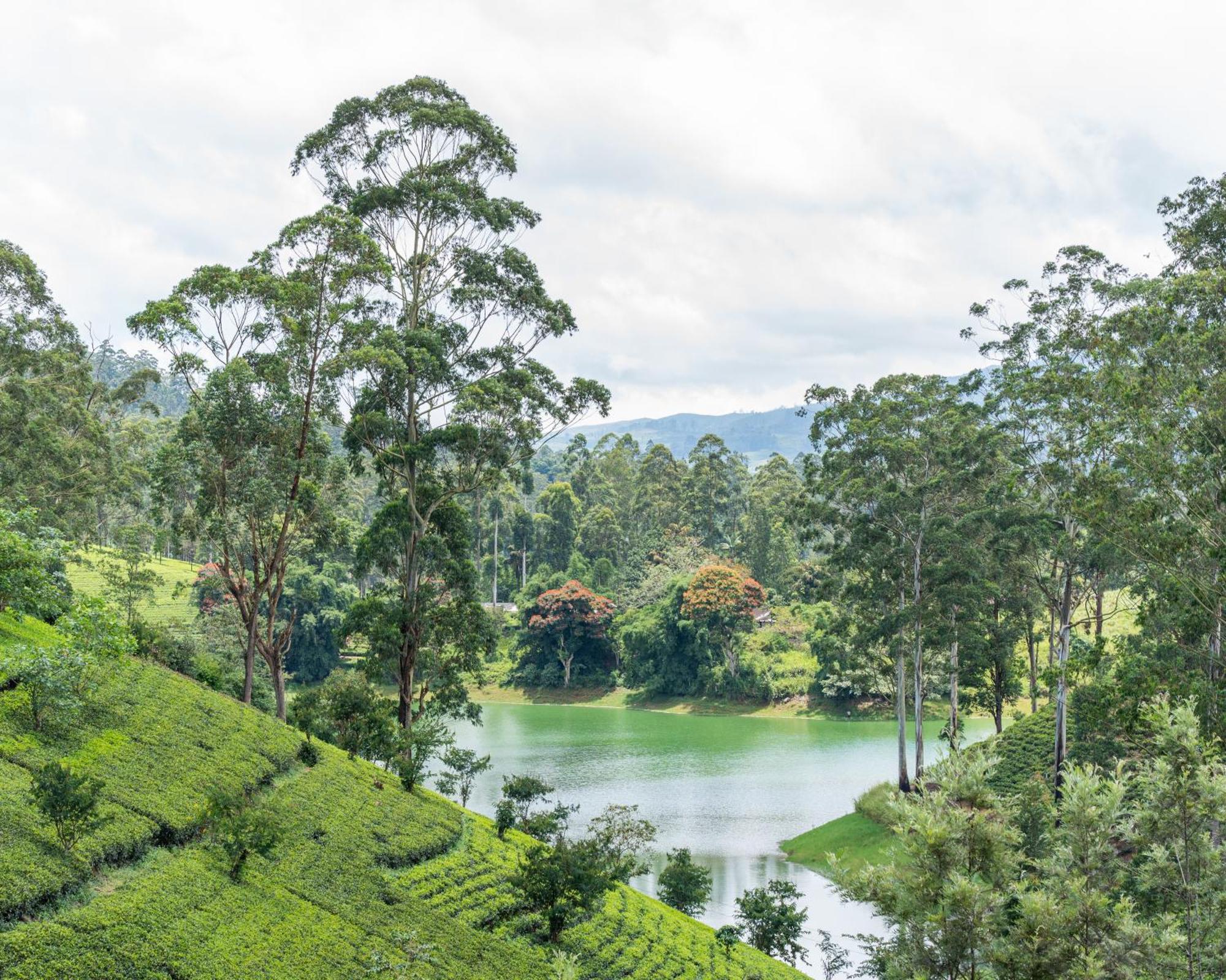 The Farm Resorts Dickoya Bagian luar foto